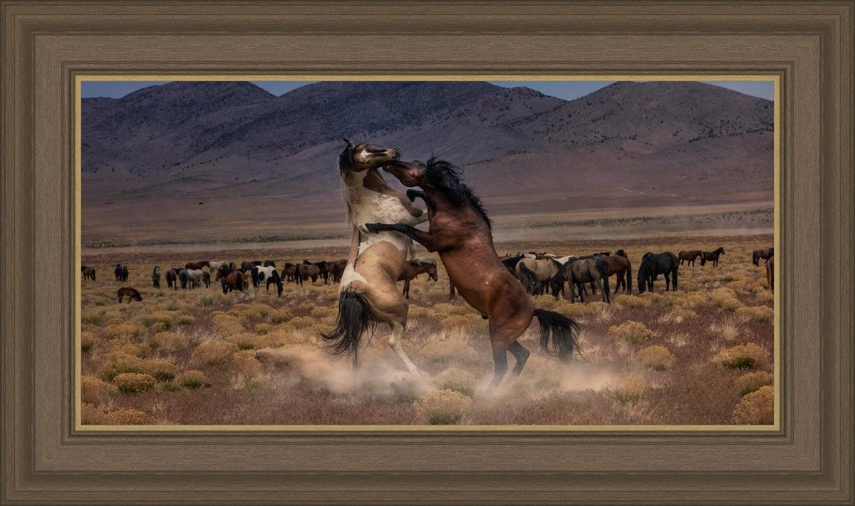 Desert Duel