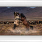 Desert Duel