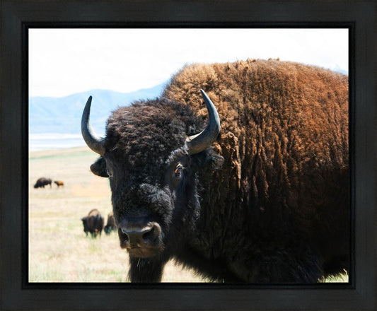 What Are You Looking At Gallery Wrap