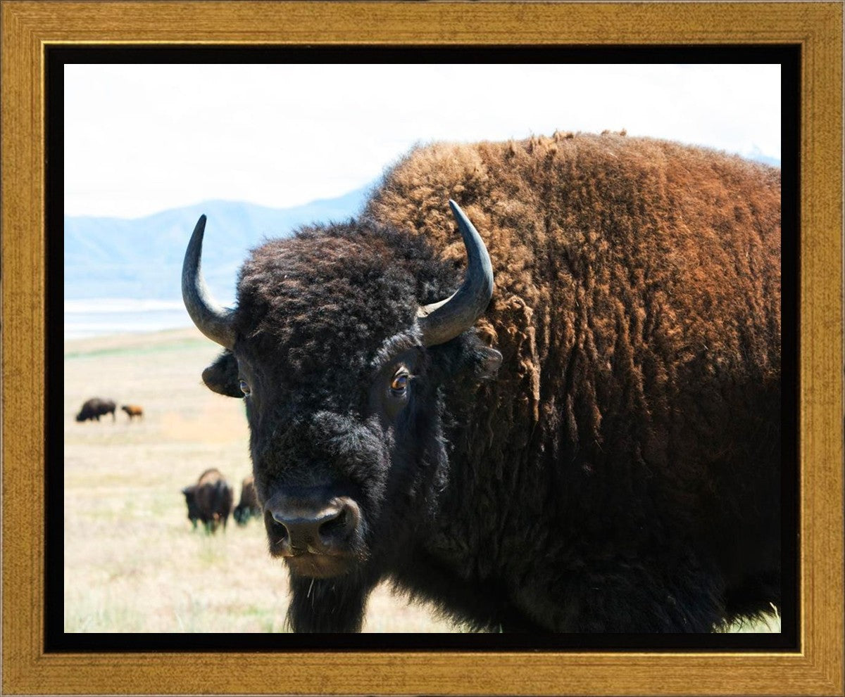 What Are You Looking At Gallery Wrap