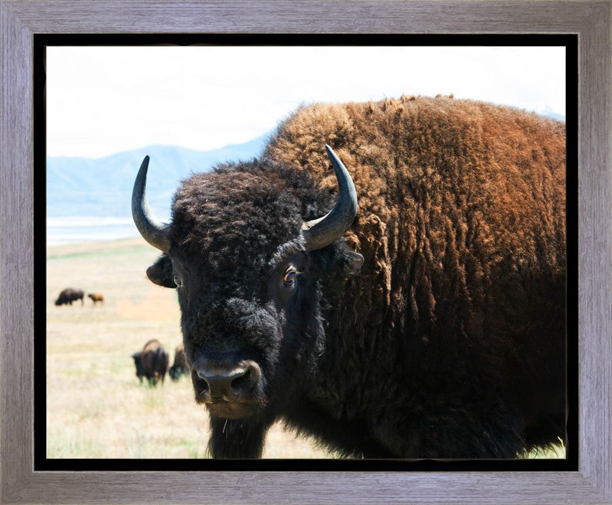 What Are You Looking At Gallery Wrap