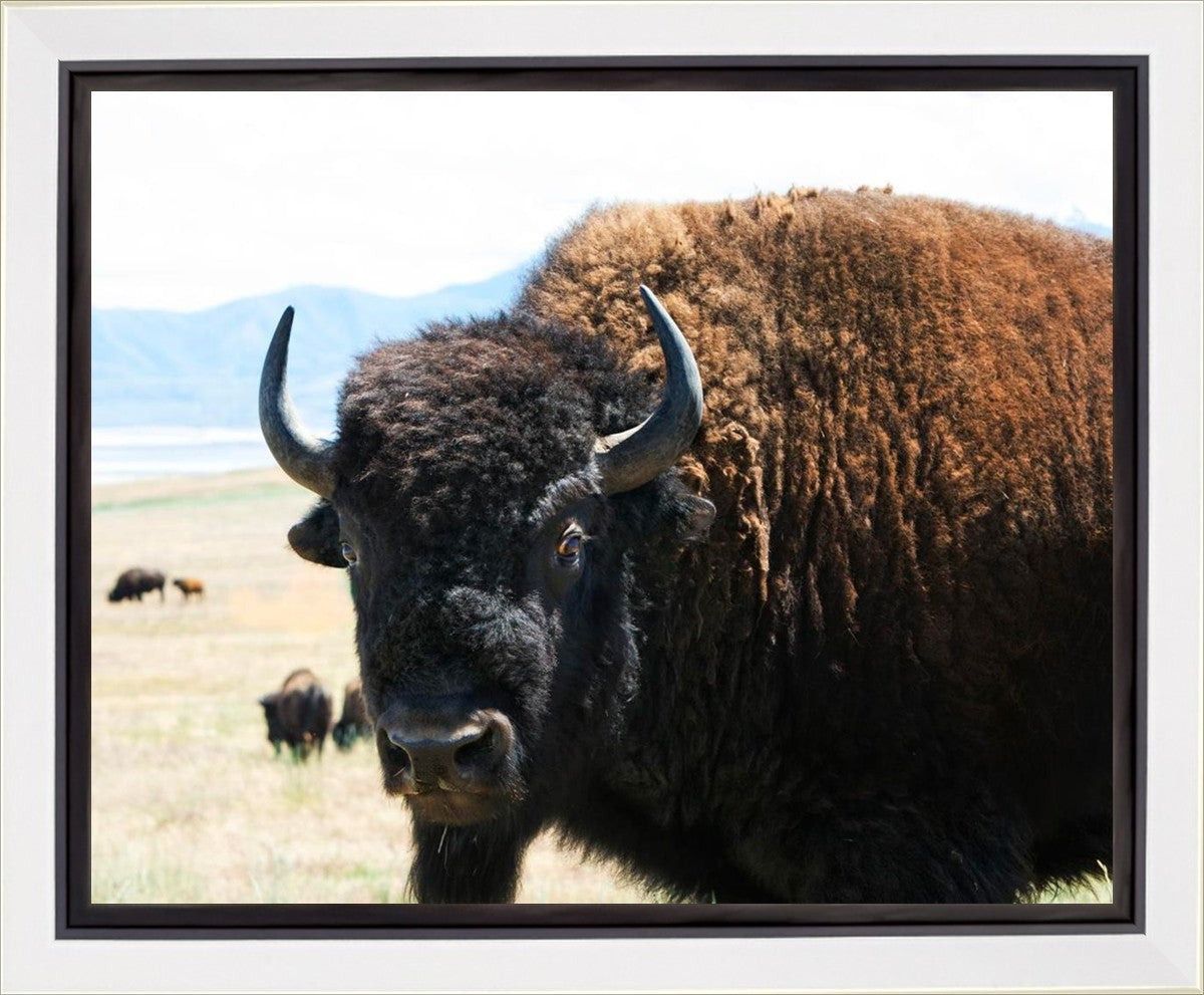 What Are You Looking At Gallery Wrap