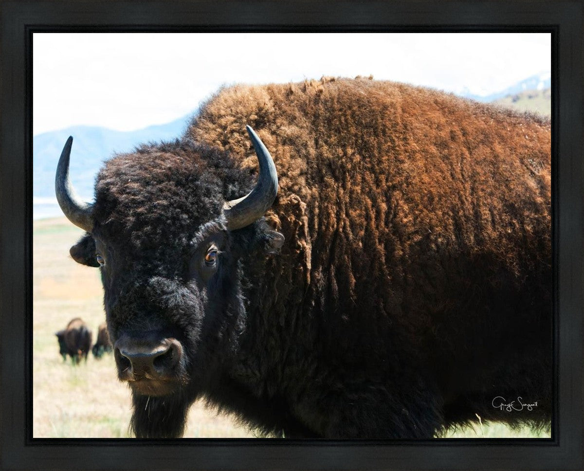 What Are You Looking At Gallery Wrap
