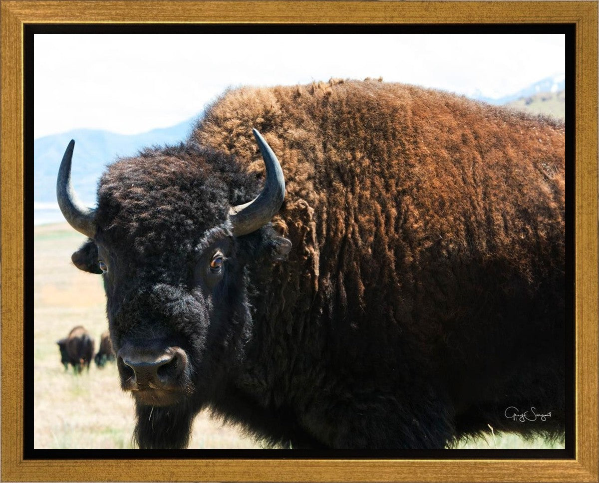 What Are You Looking At Gallery Wrap