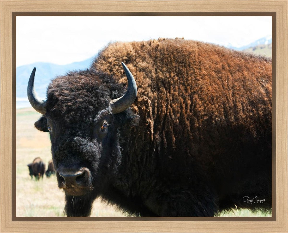 What Are You Looking At Gallery Wrap