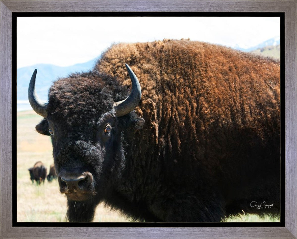 What Are You Looking At Gallery Wrap
