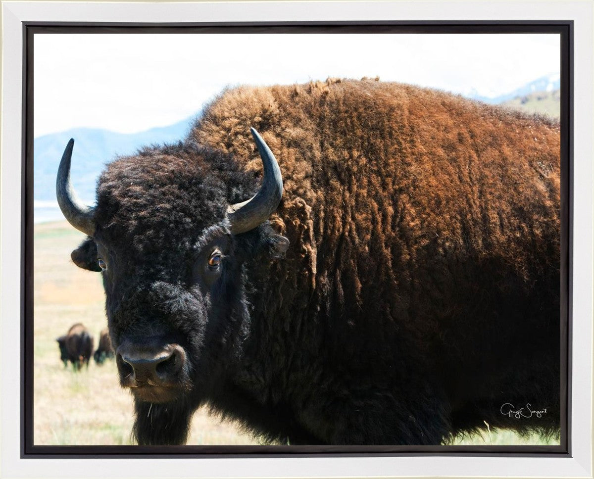 What Are You Looking At Gallery Wrap