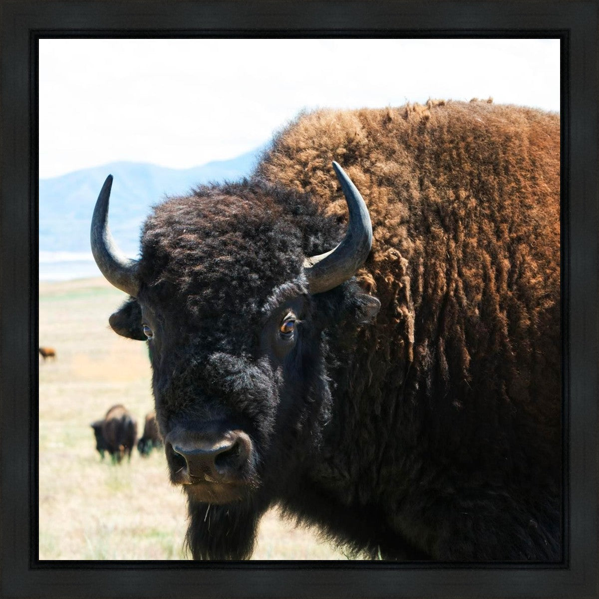 What Are You Looking At Gallery Wrap