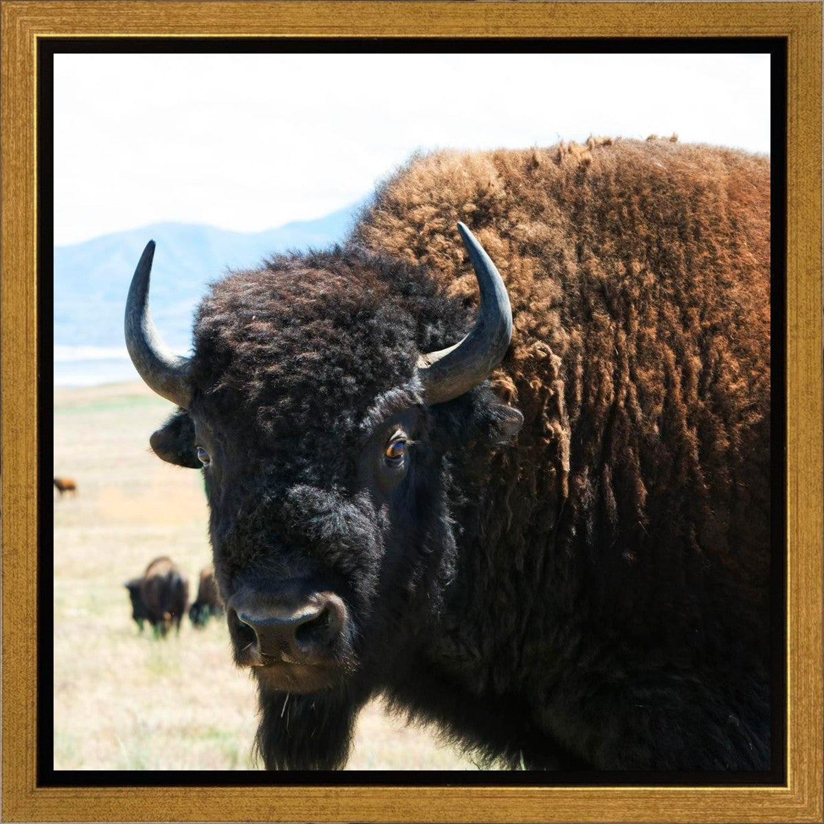 What Are You Looking At Gallery Wrap