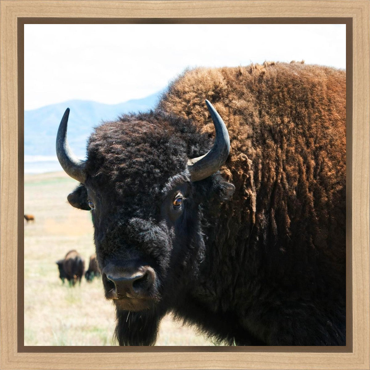 What Are You Looking At Gallery Wrap