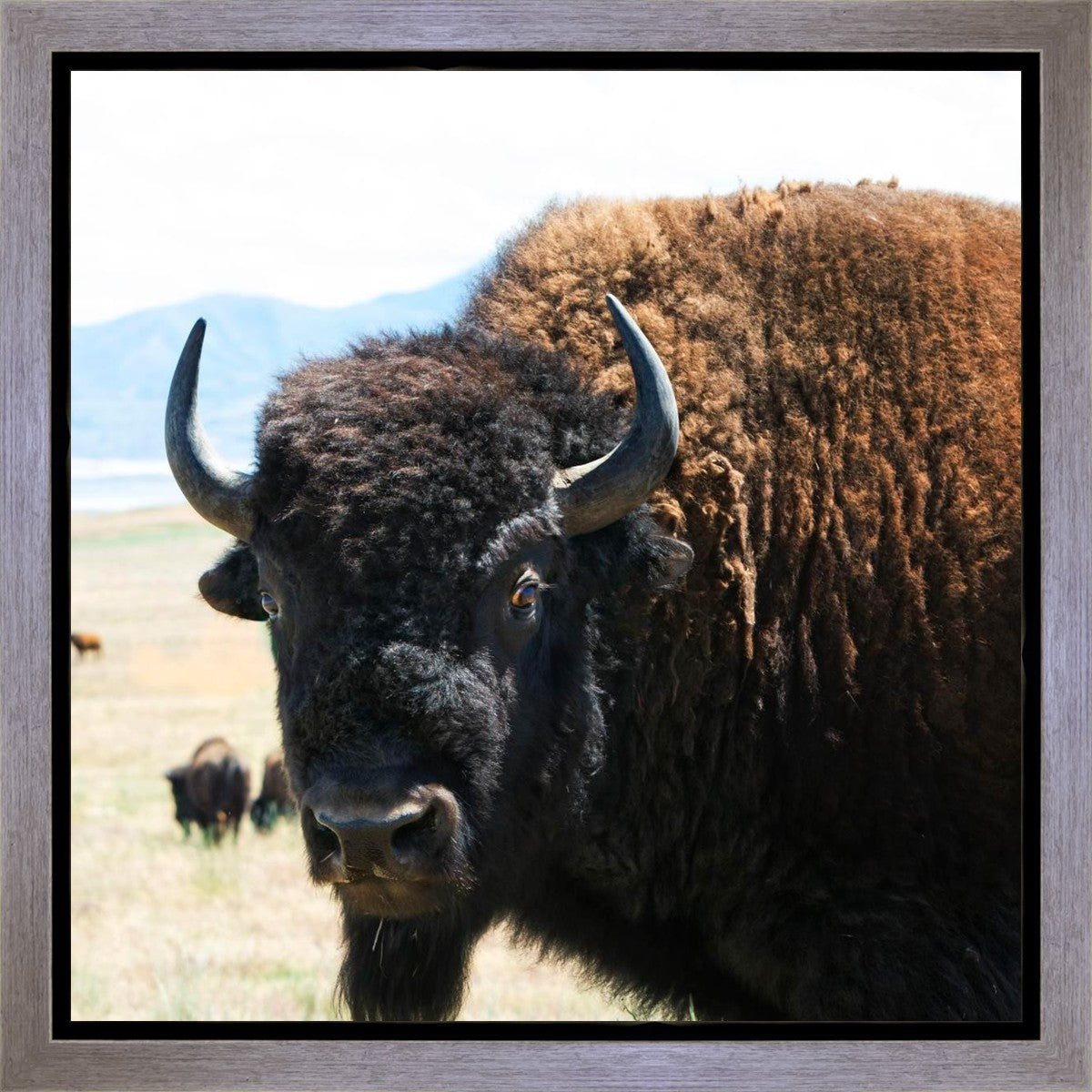 What Are You Looking At Gallery Wrap