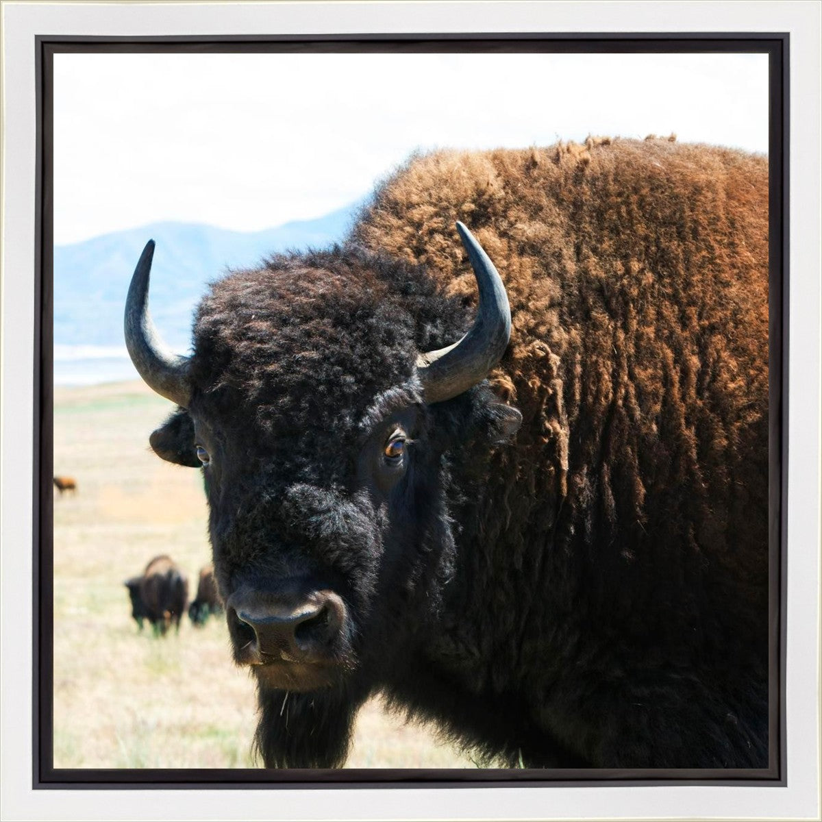 What Are You Looking At Gallery Wrap