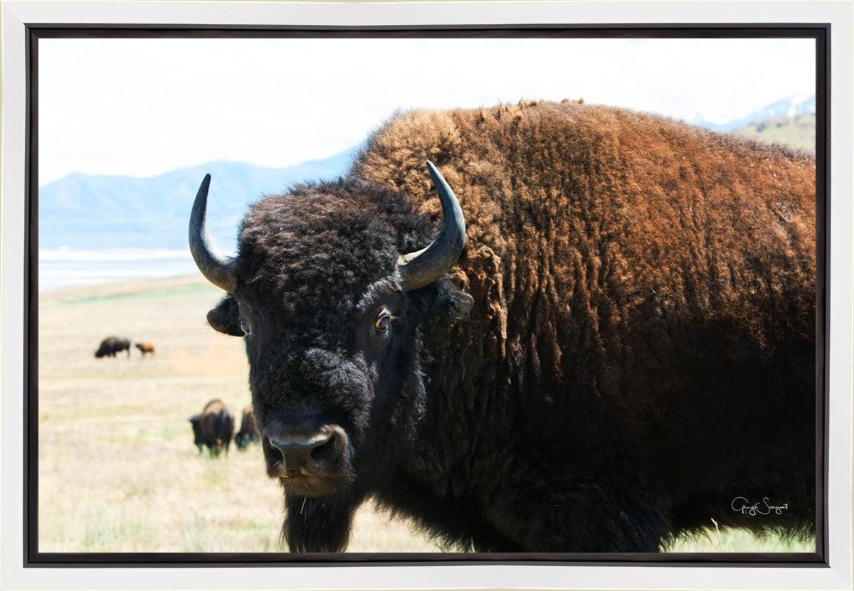 What Are You Looking At Gallery Wrap