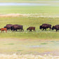 Migration