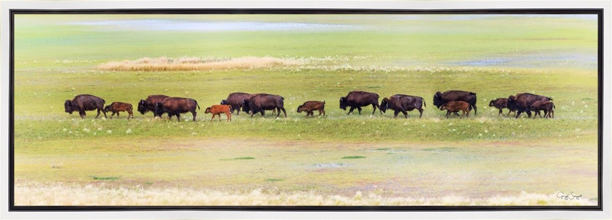 Migration Gallery Wrap