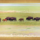 Migration