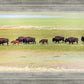 Migration