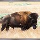 King of the Desert