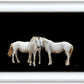 Three White Horses
