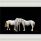 Three White Horses