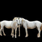 Three White Horses