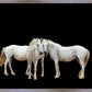 Three White Horses