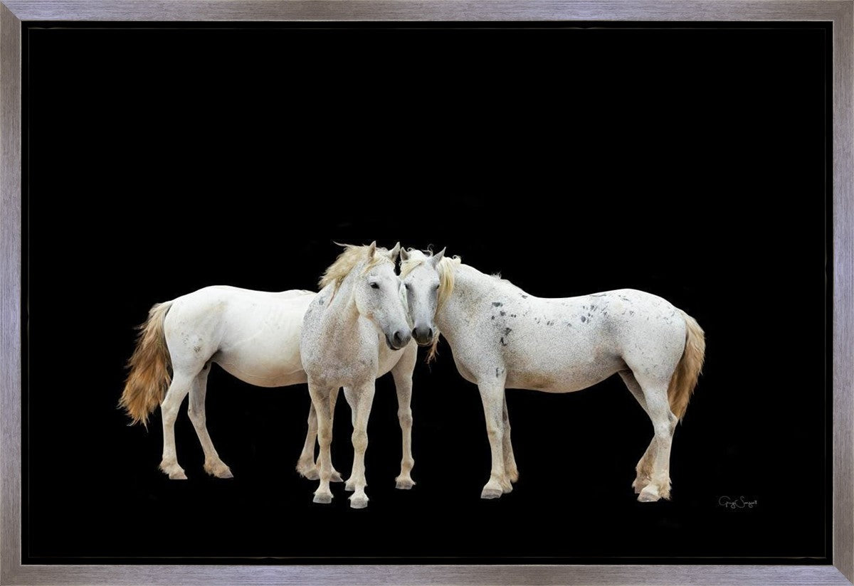 Three White Horses Gallery Wrap