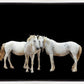 Three White Horses