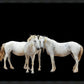 Three White Horses