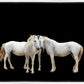 Three White Horses
