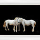 Three White Horses