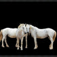 Three White Horses