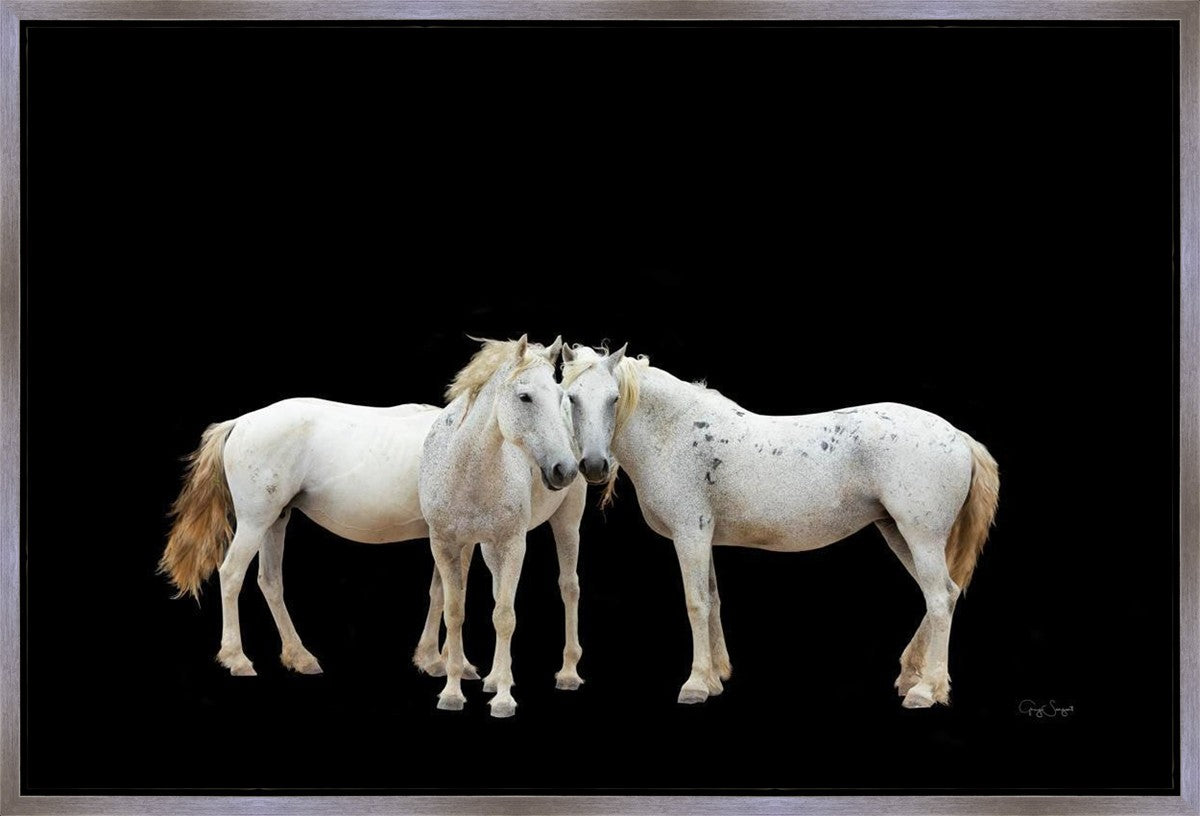 Three White Horses Gallery Wrap
