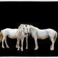 Three White Horses