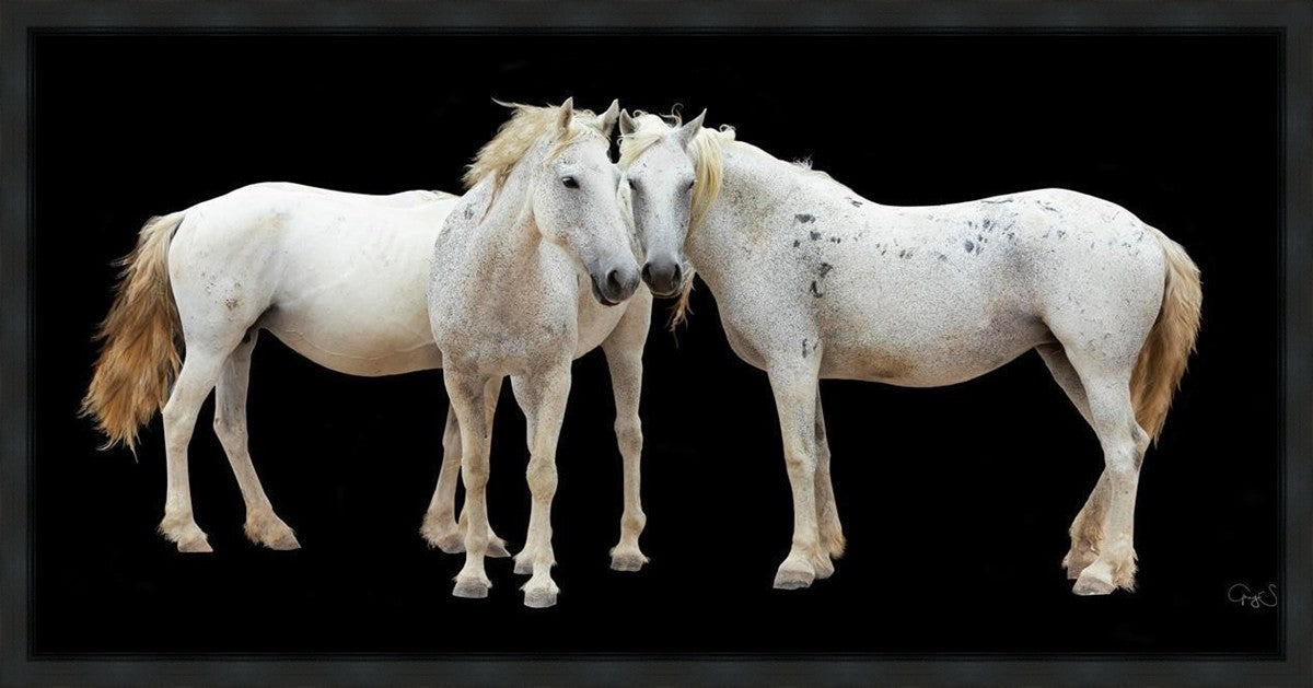 Three White Horses Gallery Wrap