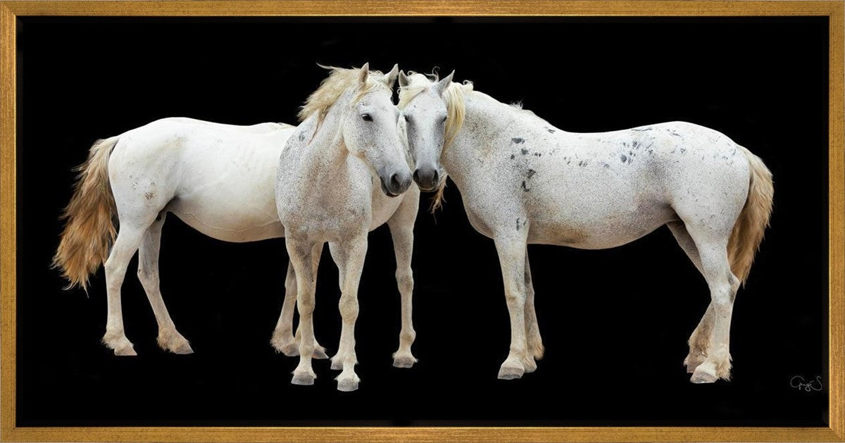 Three White Horses Gallery Wrap