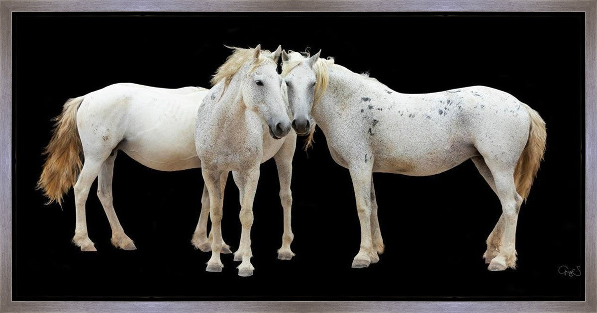 Three White Horses Gallery Wrap
