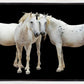 Three White Horses