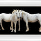 Three White Horses