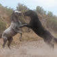 Fight In The Wash