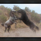 Fight In The Wash