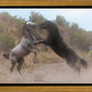 Fight In The Wash