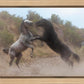 Fight In The Wash