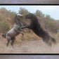 Fight In The Wash