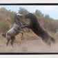 Fight In The Wash