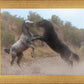 Fight In The Wash