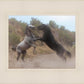 Fight In The Wash