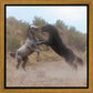Fight In The Wash