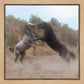 Fight In The Wash