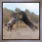 Fight In The Wash